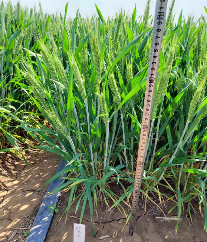 小麥的形態(tài)特征有哪些？