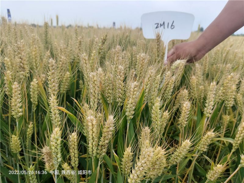 小麥的種植技術